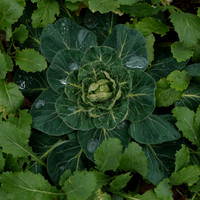 01/2013 - vegetable