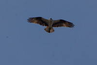 Osprey JL-1