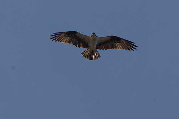 Osprey JL-1