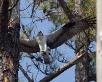 ✓ Jordan Lake March 2013