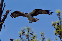 Osprey JL-3
