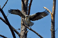 Osprey JL-4