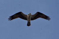 Osprey JL-7