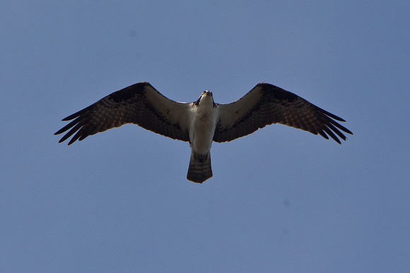 Osprey JL-7