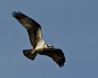 Osprey JL-9
