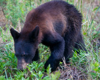 ✓ AR Bears 2012