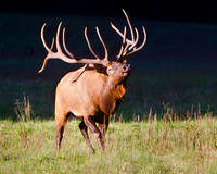 Cataloochee Valley