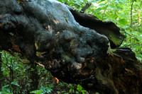 ElkKnobMtnTrail_01_Bob_Norwood
