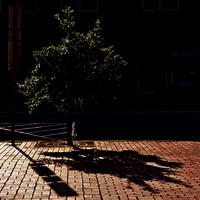 Harry Taylor  Shadows - Inorganic and Organic - ©2010 HayTay