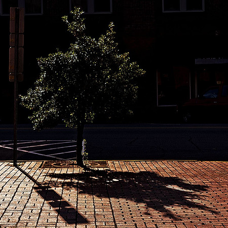 Harry Taylor  Shadows - Inorganic and Organic - ©2010 HayTay
