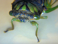 Russ Stott (cicada)