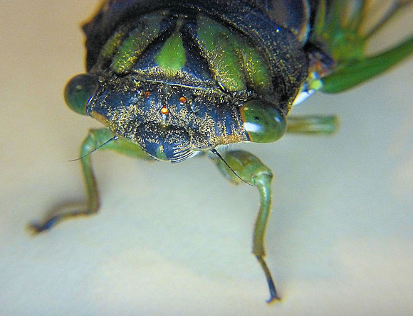 Russ Stott (cicada)