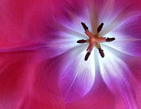 Russ Stott (tulip)