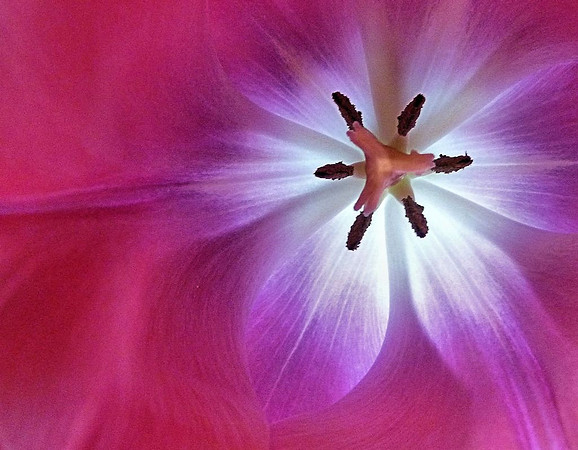 Russ Stott (tulip)