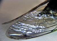 Russ Stott (cicada wing)