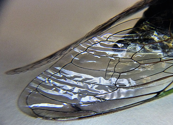 Russ Stott (cicada wing)
