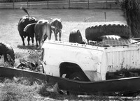 2011-09-18 Wylma McCrary 'OldJunk&CowTails' B&W #4   028