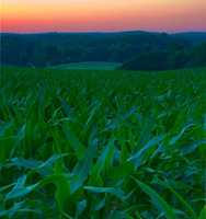Kim Hawks Corn Field em  3 3382_edited-1