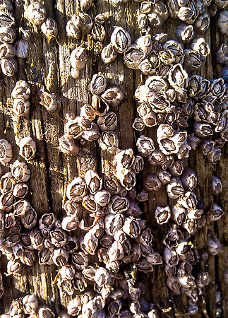 BH.Lemons.texture (1 of 1)