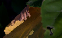 Billy Mason   autumnhibiscusleaf-1a
