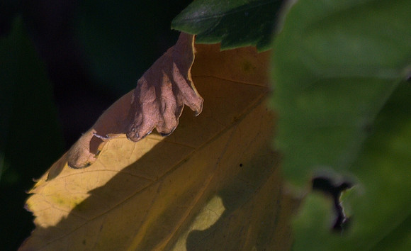 Billy Mason   autumnhibiscusleaf-1a