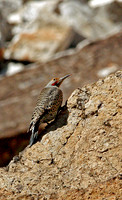 MZeringueRedshaftedFlicker
