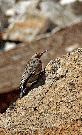 MZeringueRedshaftedFlicker