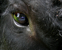 Bulls Eye_DickBurwell