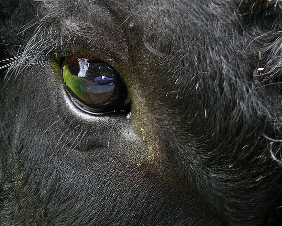 Bulls Eye_DickBurwell