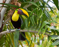 Costa Rica
