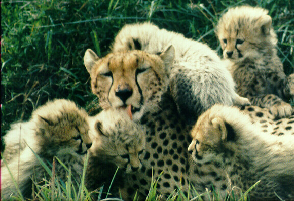 Cheeta Forrest C. Greenslade