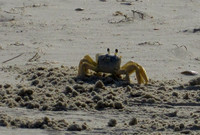 Throop Brown Curious Crab