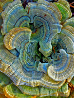Texture4MZeringue