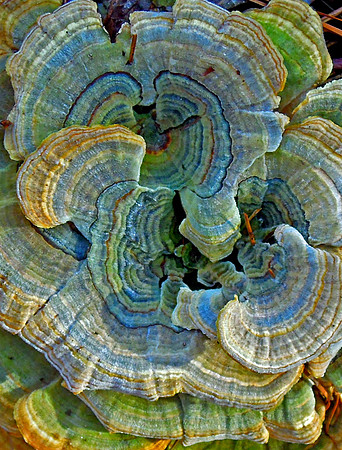 Texture4MZeringue
