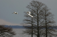 b_shambley_winter (4)