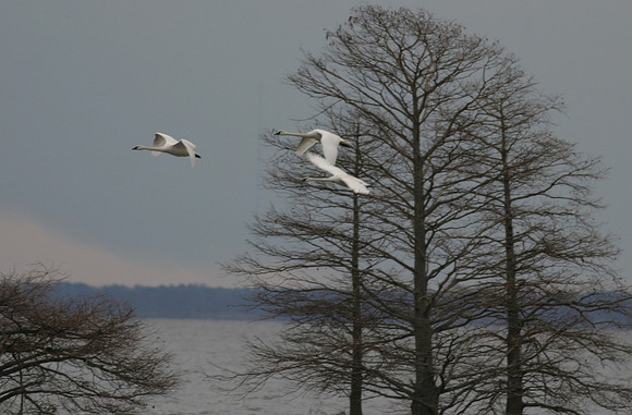b_shambley_winter (4)