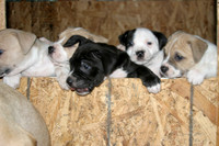 pups