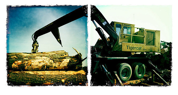 suzawhiteforCC Tigercat
