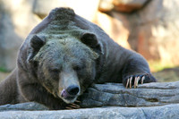 NC Zoo