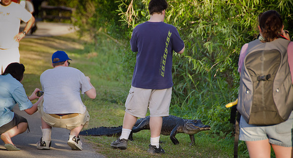 Duane Hall gator bait