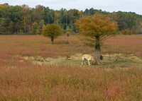 Upper Jordan Lake
