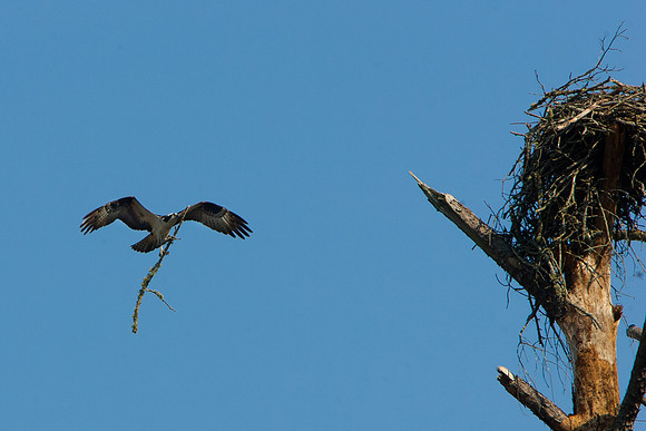 Jordan Birds-1