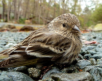Russell Stott 20110328_3 Sparrow on driveway gravel