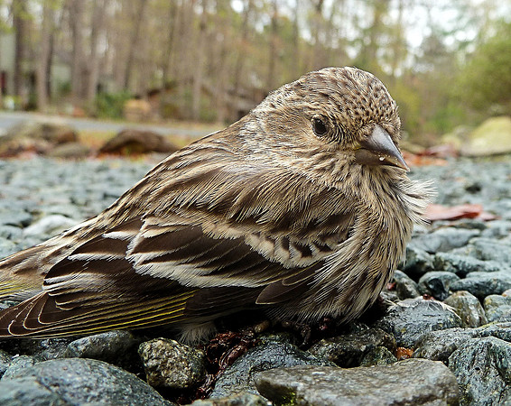 Russell Stott 20110328_3 Sparrow on driveway gravel