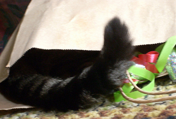 2010-05-20  Cat'sTail #2cropped more in paper bag 028  wylma mccrary