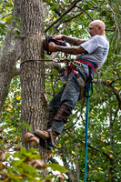 Curtis Tree Climbing