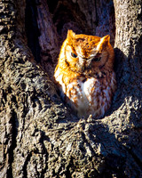 Screech Owl