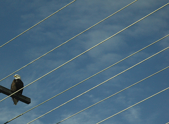 01 William Fields - January - Parallel Lines