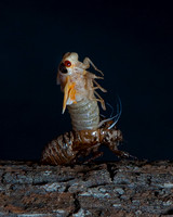 cicadas