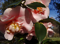 Karen's Pink Camellias Karen Sheaffer Brown